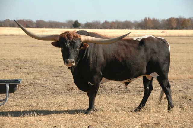 stier 2